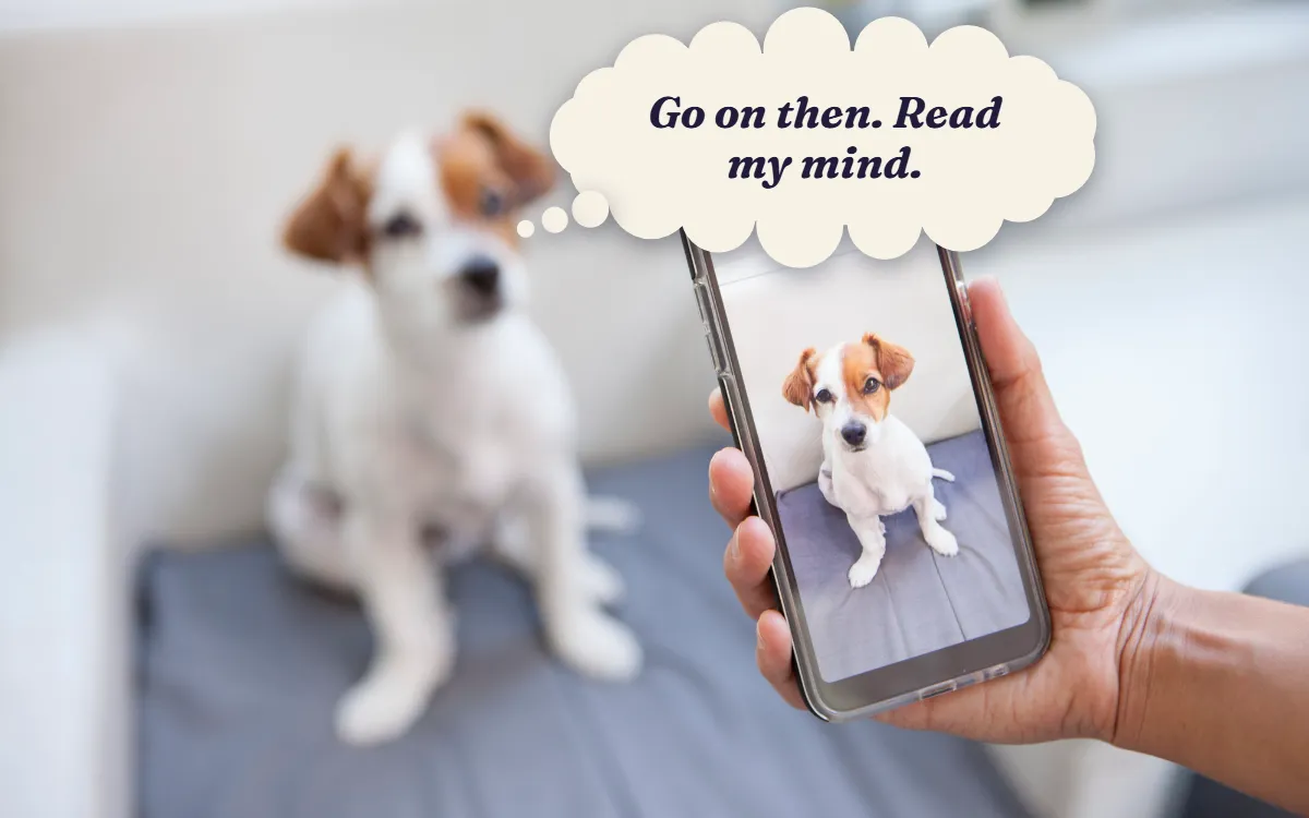 Owner photographing a Jack Russell terrier with a smartphone, thinking "Go on then. Read my mind."