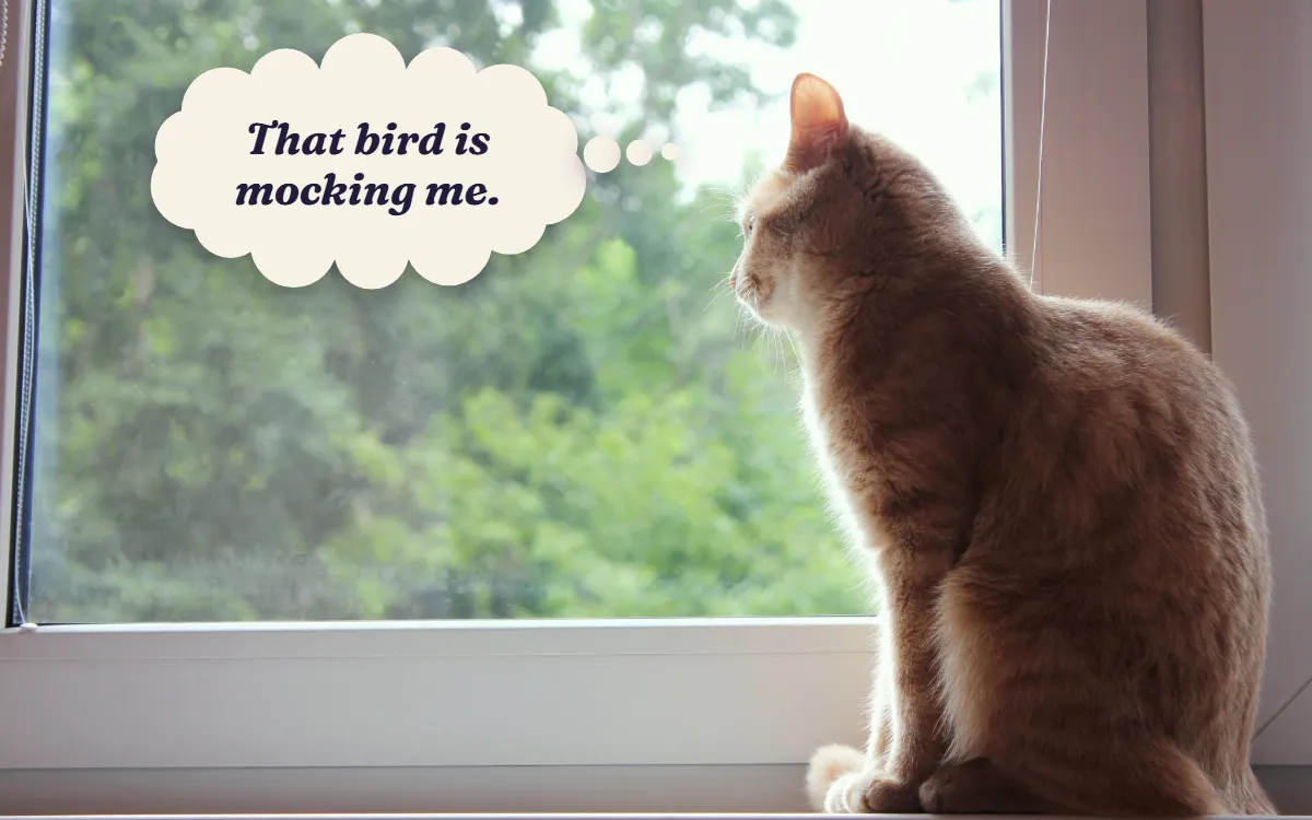 Ginger cat gazing out of a window, thinking "That bird is mocking me."