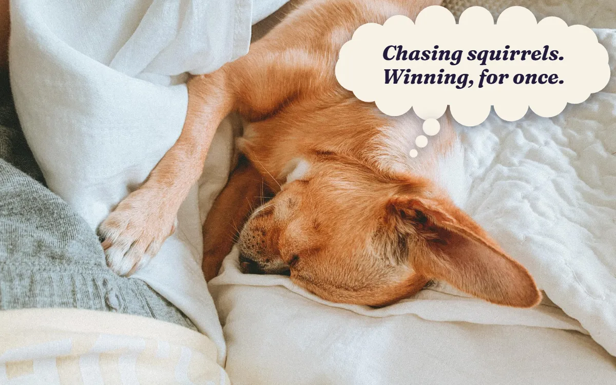 Golden dog fast asleep on a white bed, thinking "Chasing squirrels. Winning, for once."