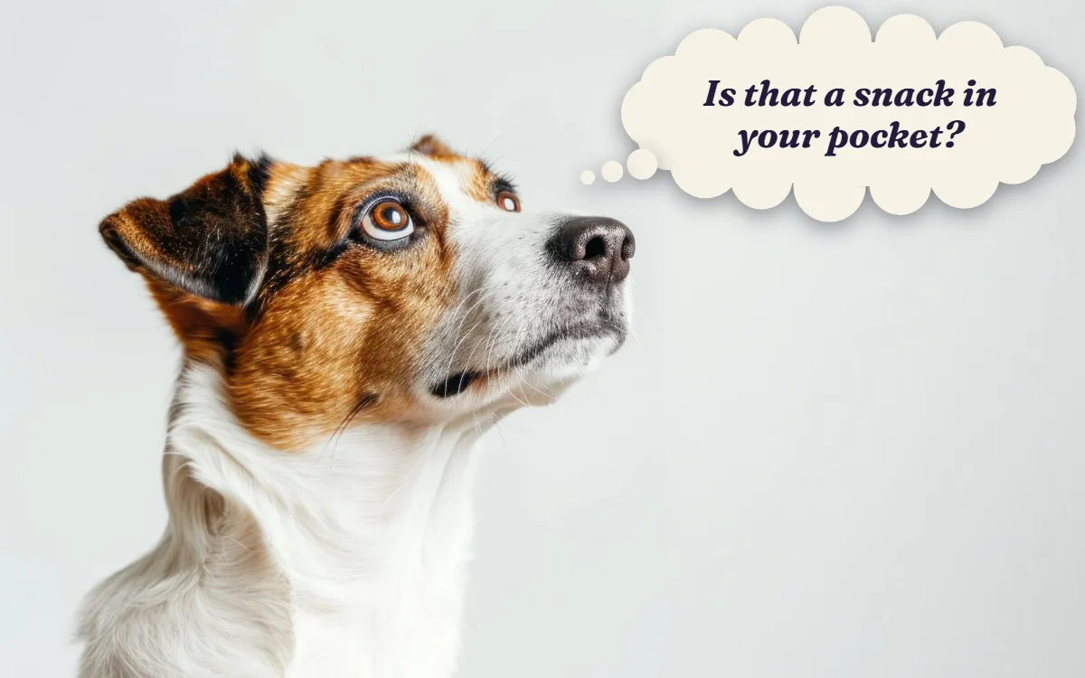 Jack Russell terrier looking up curiously, thinking "Is that a snack in your pocket?"