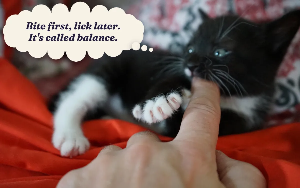 Black and white kitten playfully nibbling its owner's finger, thinking "Bite first, lick later. It's called balance."