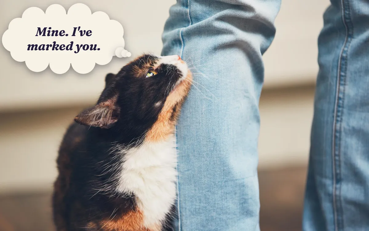 Calico cat rubbing its head against its owner's leg, thinking "Mine. I've marked you."