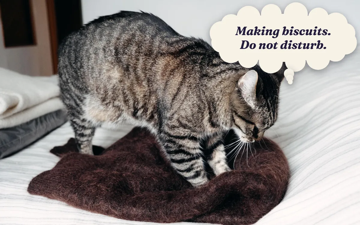 Tabby cat kneading a soft blanket, thinking "Making biscuits. Do not disturb."