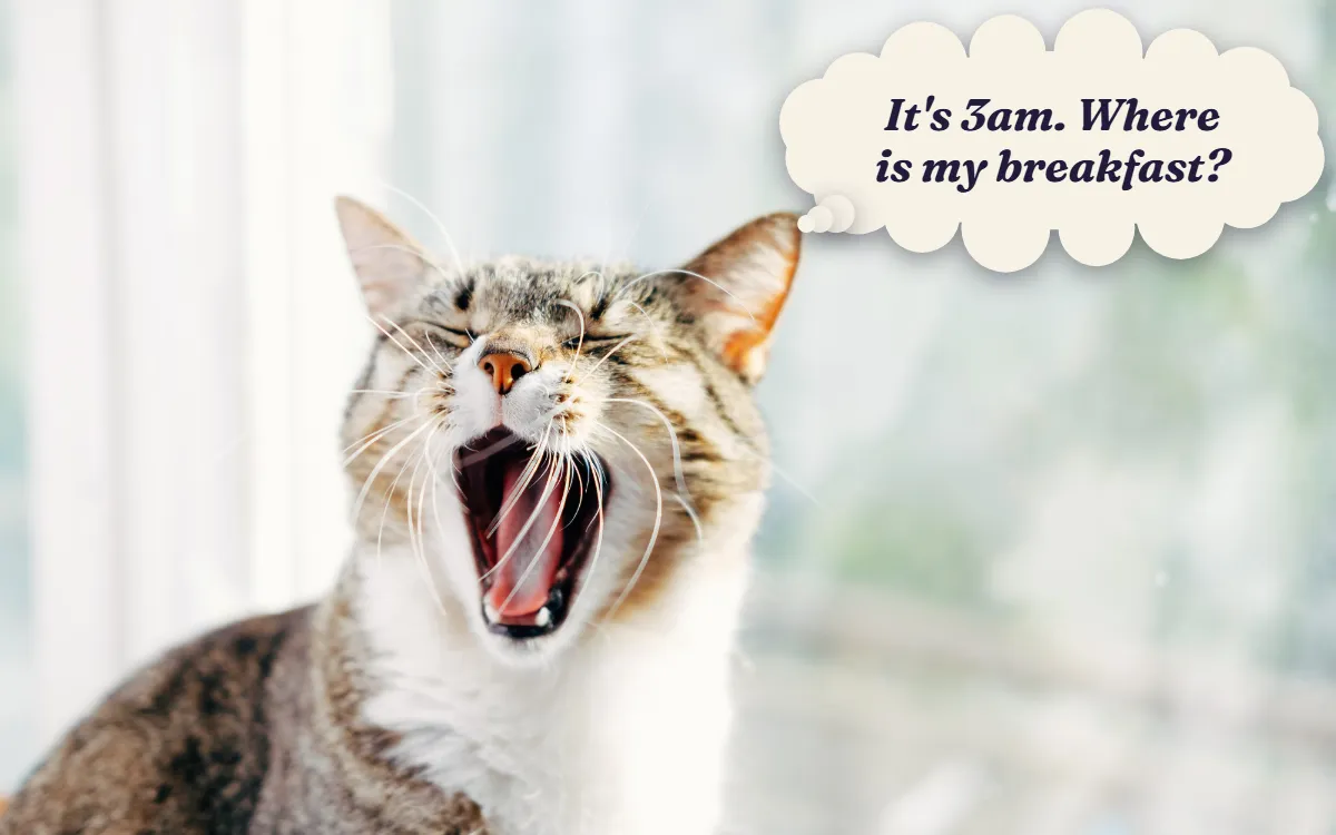 Tabby and white cat with its mouth wide open, thinking "It's 3am. Where is my breakfast?"