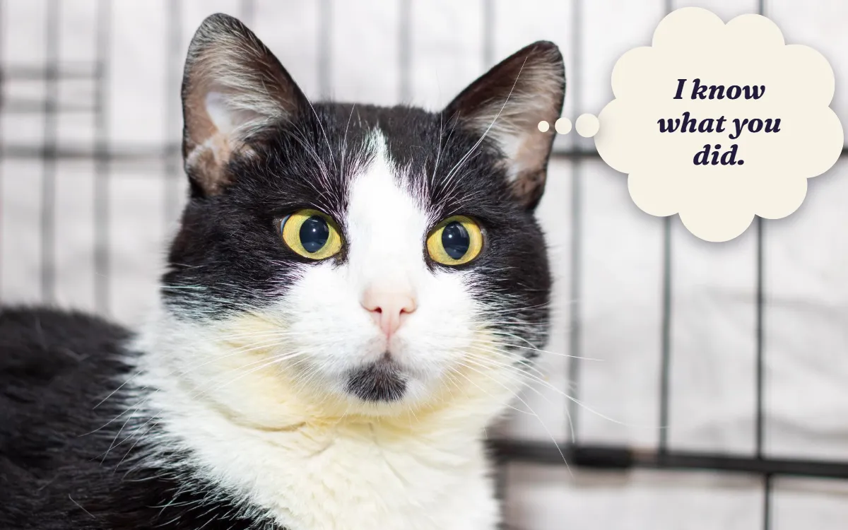 Black and white cat staring straight at the camera, thinking "I know what you did."