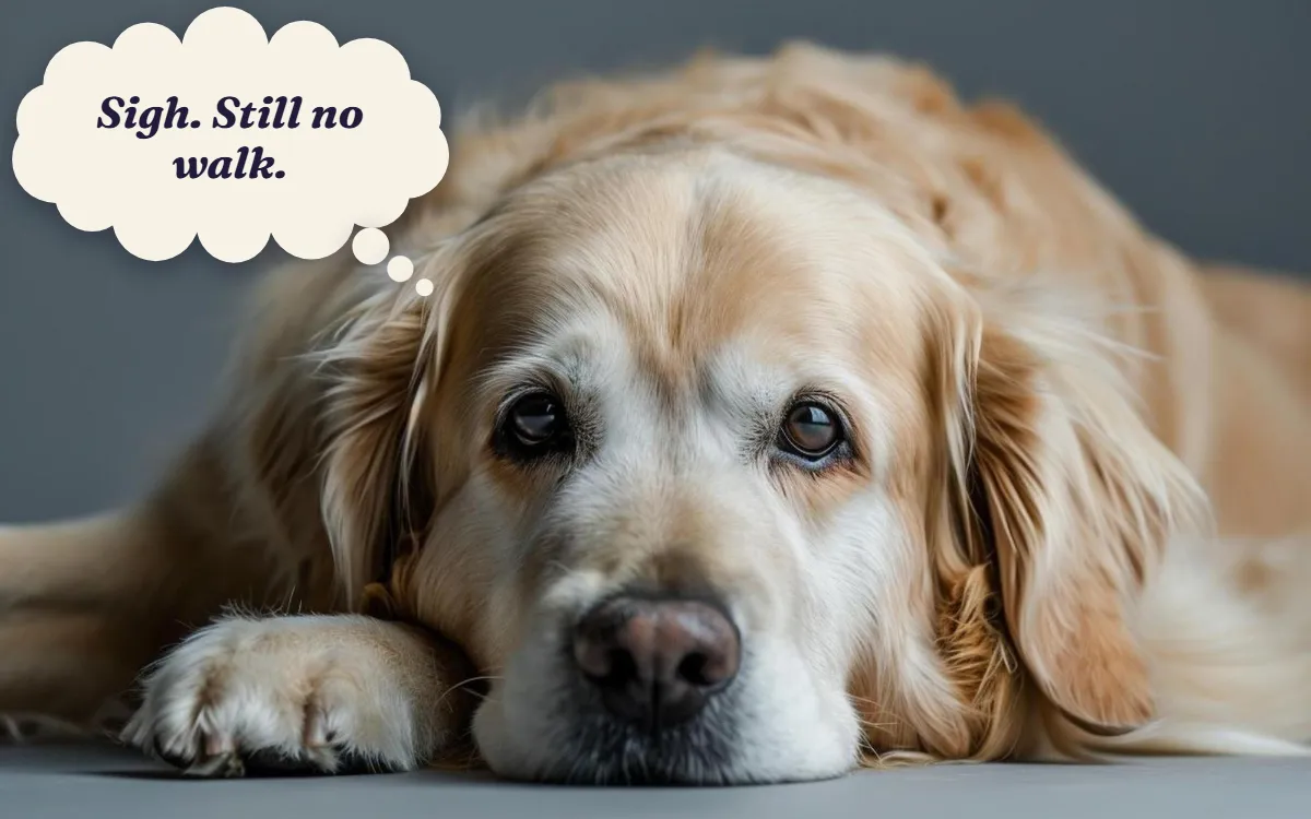 Golden retriever lying with its head resting on its paw, thinking "Sigh. Still no walk."