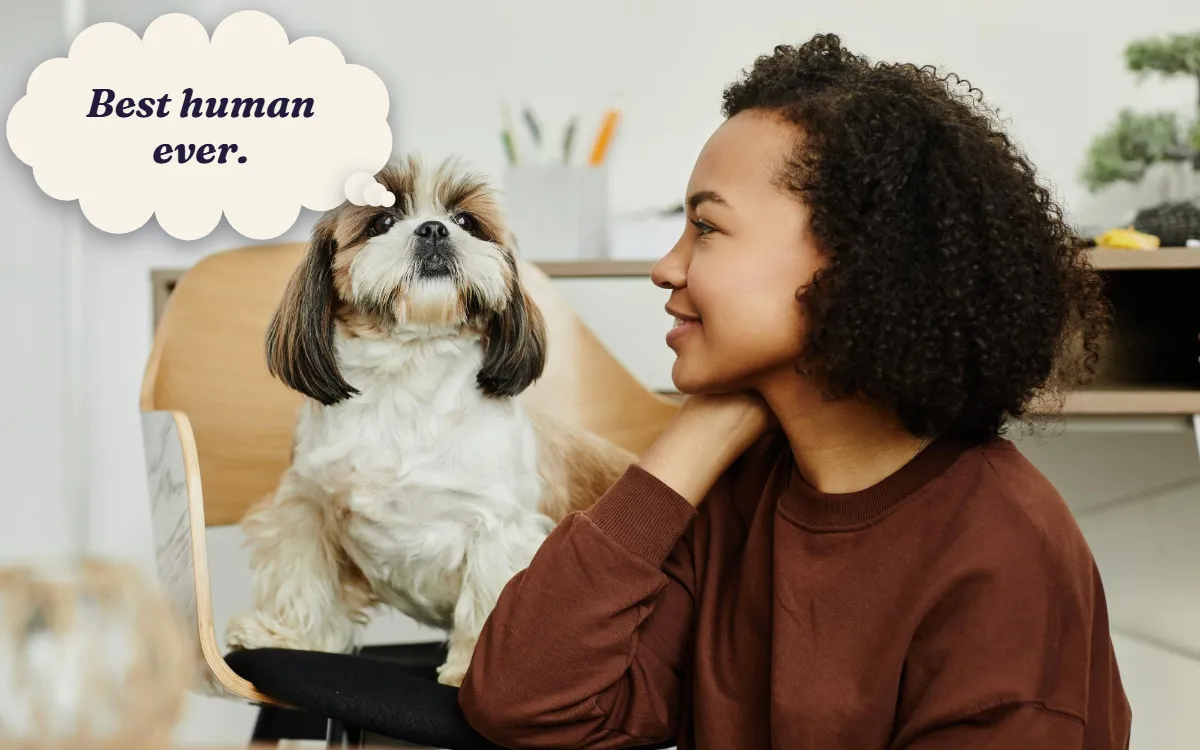 Shih Tzu and its owner looking at each other, thinking "Best human ever."