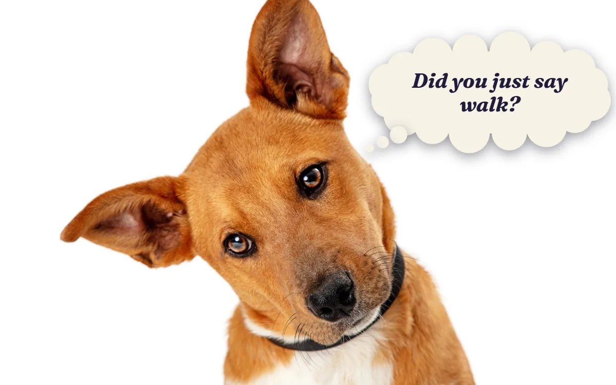 Dog tilting its head to one side, thinking "Did you just say walk?"